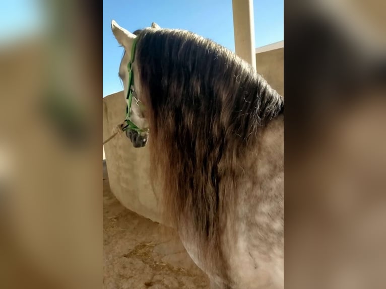 PRE Stallion 9 years 15,3 hh Grey in Los Arenales Del Sol