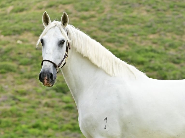 PRE Mix Stallion 9 years 15,3 hh Grey in Navas Del Madro&#xF1;o