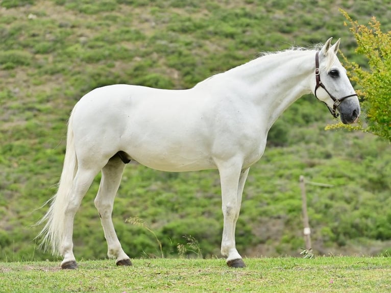 PRE Mix Stallion 9 years 15,3 hh Grey in Navas Del Madro&#xF1;o