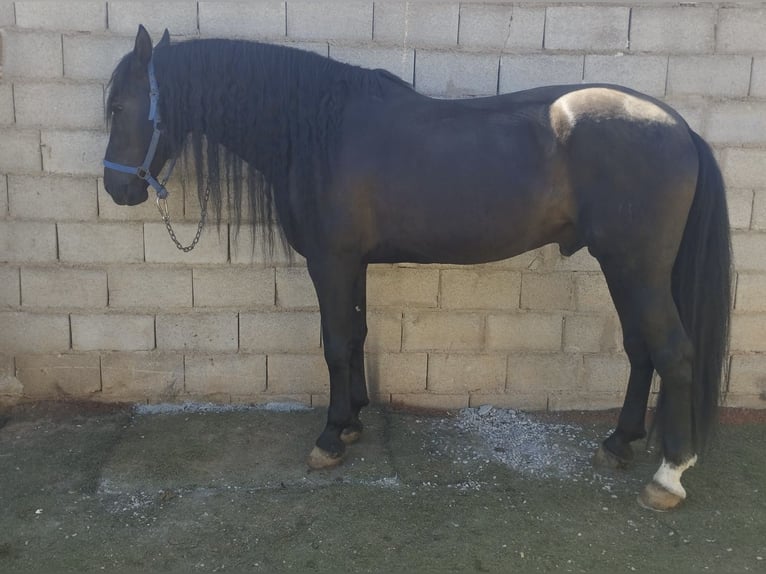 PRE Mix Stallion 9 years 16,1 hh Black in Madrid