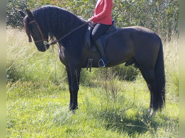 PRE Mix Stallion 9 years 16,1 hh Black in Madrid