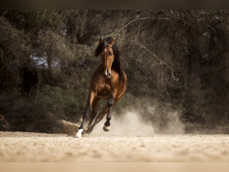 PRE Mix Stallion 9 years 16,1 hh Brown in El Catllar