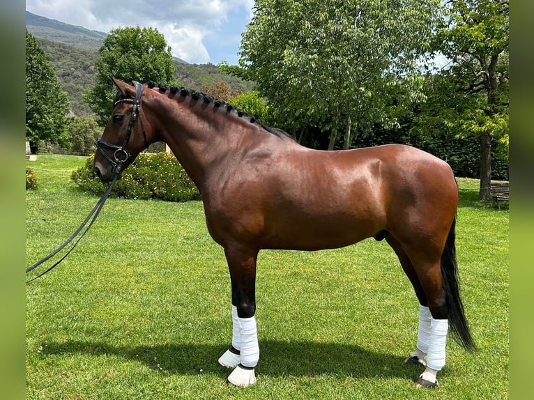 PRE Stallion 9 years 16,1 hh Brown in Barcelona