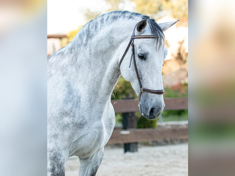 PRE Stallion 9 years 16,1 hh Gray-Dapple in Tarifa