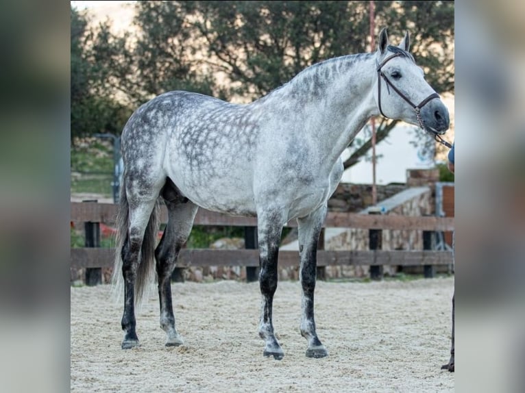 Dapple Gray: The Story of a Great Horse