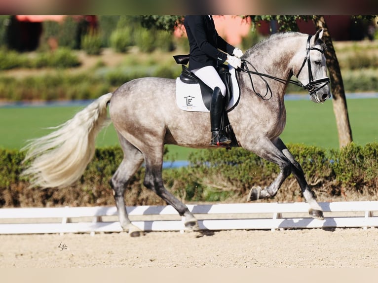 PRE Mix Stallion 9 years 16,1 hh Gray in 28040