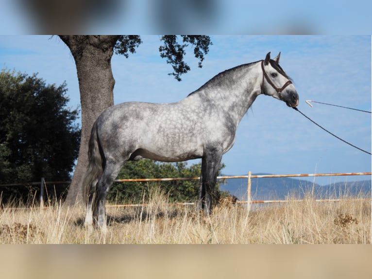 PRE Mix Stallion 9 years 16,1 hh Gray in NAVAS DEL MADRONO
