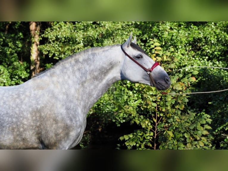 PRE Mix Stallion 9 years 16,1 hh Gray in NAVAS DEL MADRONO