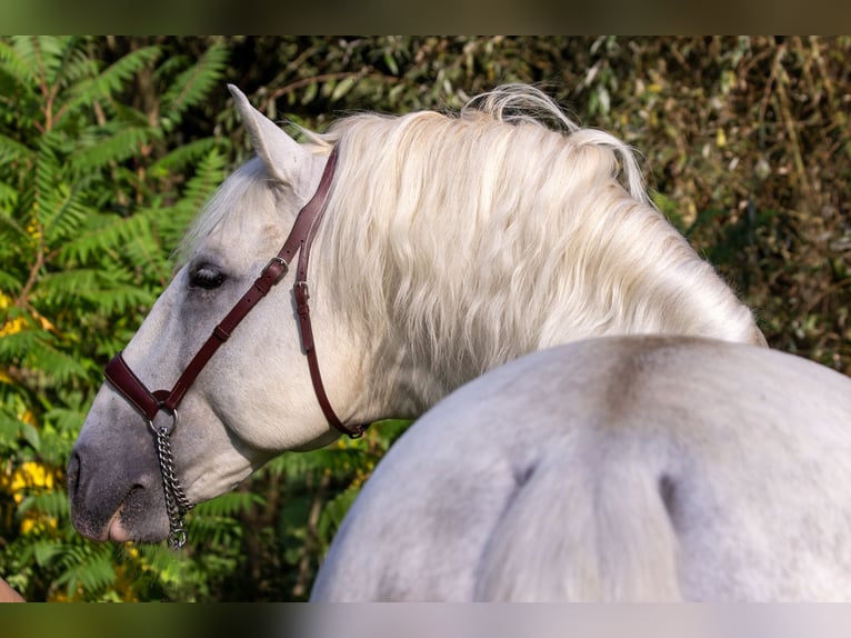 PRE Stallion 9 years 16,1 hh Gray in Zolling