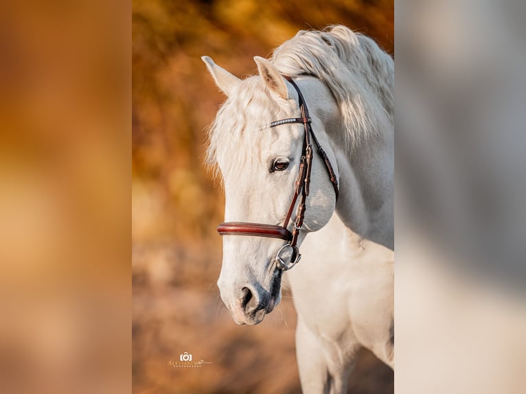 PRE Stallion 9 years 16,1 hh Gray in Zolling
