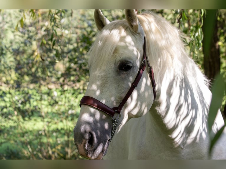 PRE Stallion 9 years 16,1 hh Gray in Zolling