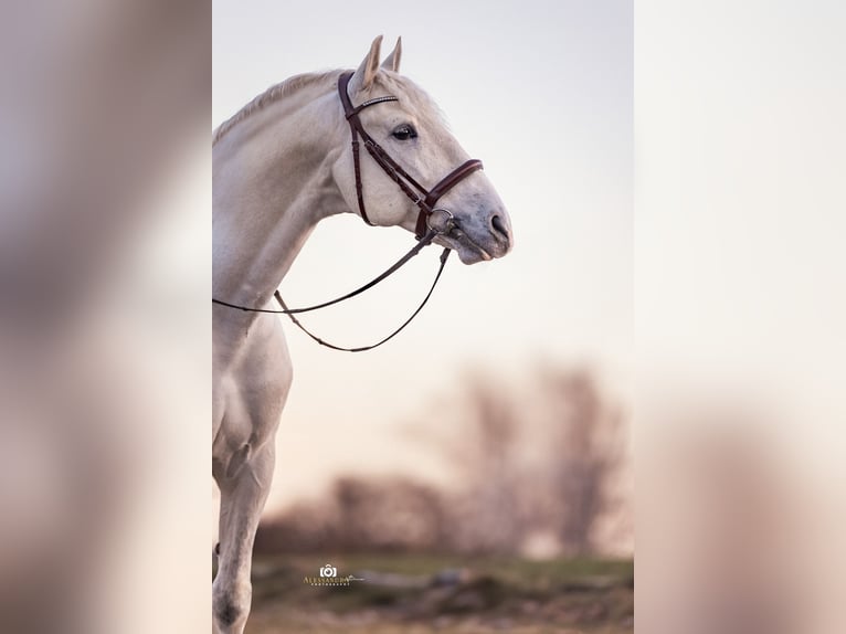 PRE Stallion 9 years 16,1 hh Gray in Zolling