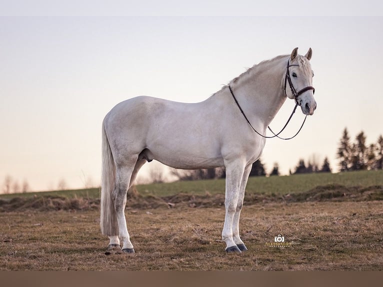 PRE Stallion 9 years 16,1 hh Gray in Zolling