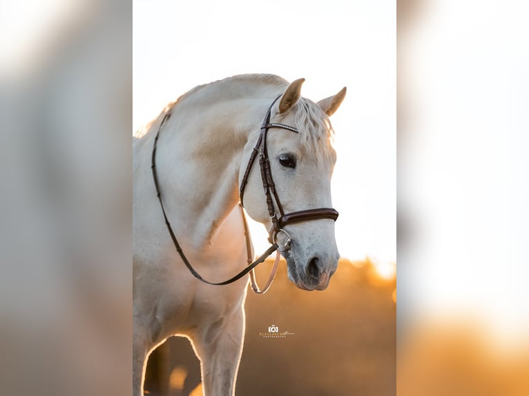 PRE Stallion 9 years 16,1 hh Gray in Zolling