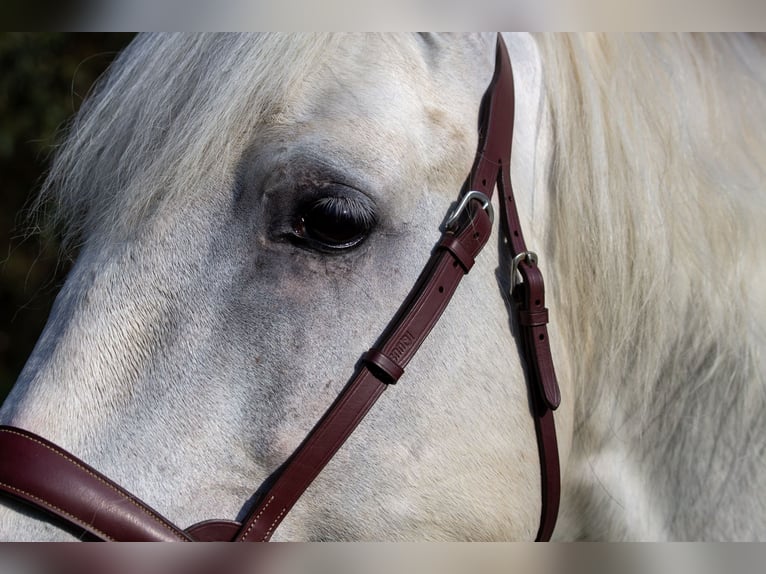 PRE Stallion 9 years 16,1 hh Gray in Zolling