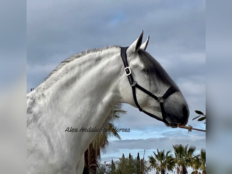 PRE Mix Stallion 9 years 16,1 hh White in Sevilla