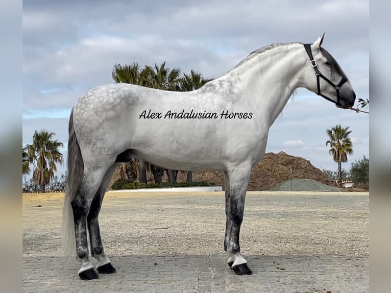 PRE Mix Stallion 9 years 16,1 hh White in Sevilla