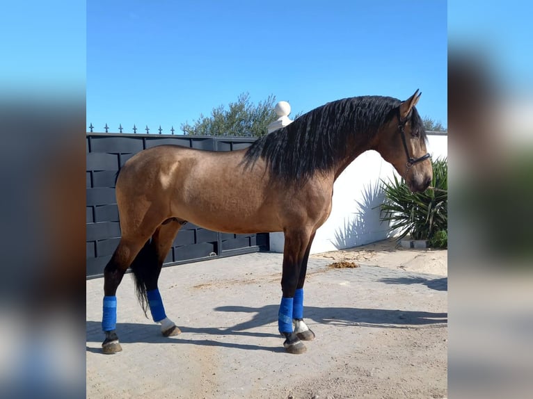 PRE Mix Stallion 9 years 16,2 hh Bay in Madrid