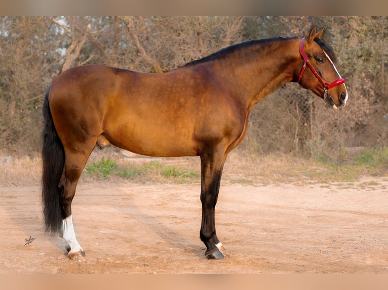 PRE Stallion 9 years 16.2 hh Bay in Palafolls