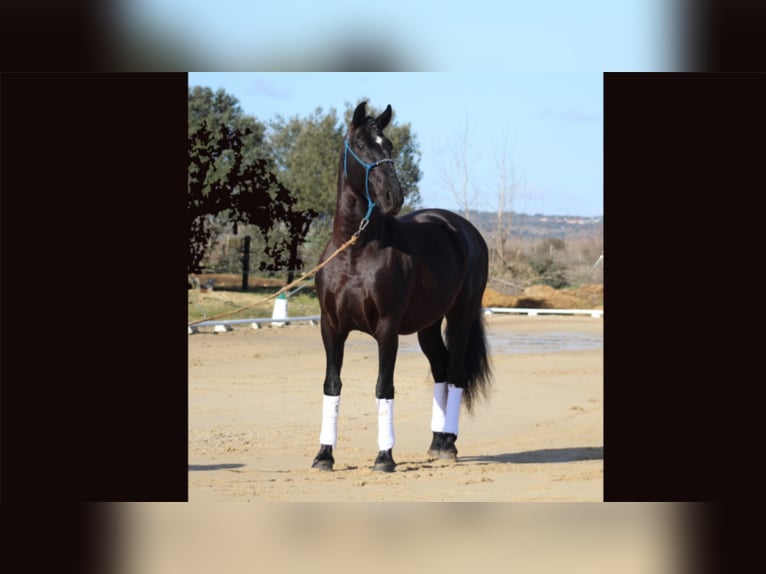 PRE Stallion 9 years 16,2 hh Black in NAVAS DEL MADRONO