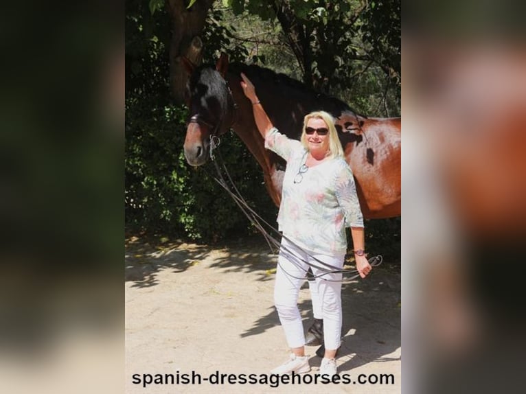 PRE Mix Stallion 9 years 16,2 hh Brown in Barcelona