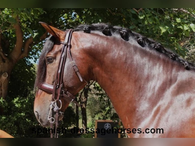 PRE Mix Stallion 9 years 16,2 hh Brown in Barcelona