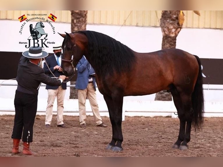 PRE Stallion 9 years 16,3 hh Brown in Tabernas Almeria
