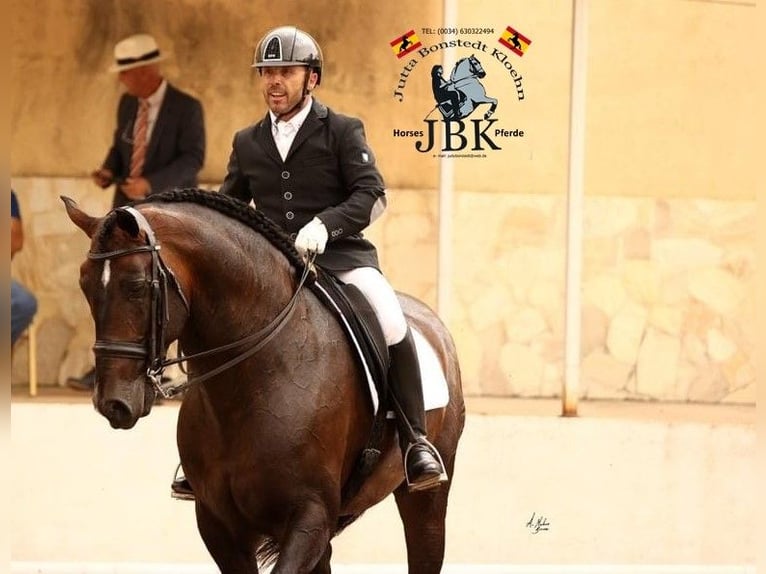 PRE Stallion 9 years 16,3 hh Brown in Tabernas Almeria