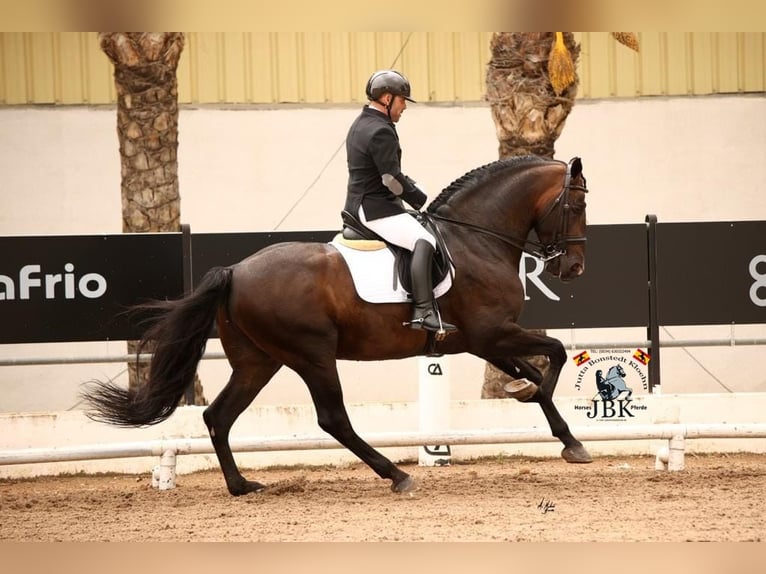 PRE Stallion 9 years 16,3 hh Brown in Tabernas Almeria