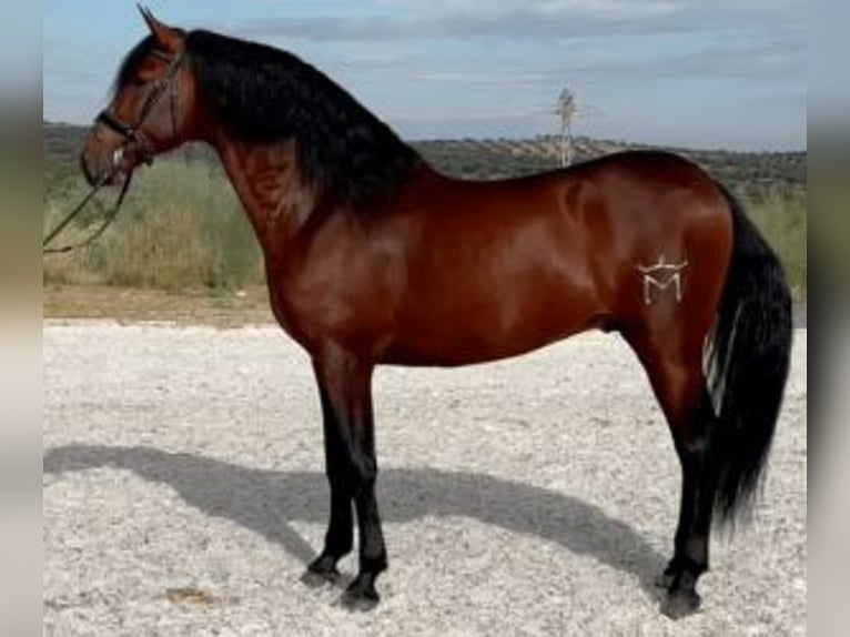 PRE Mix Stallion 9 years 16 hh Bay in MADRID