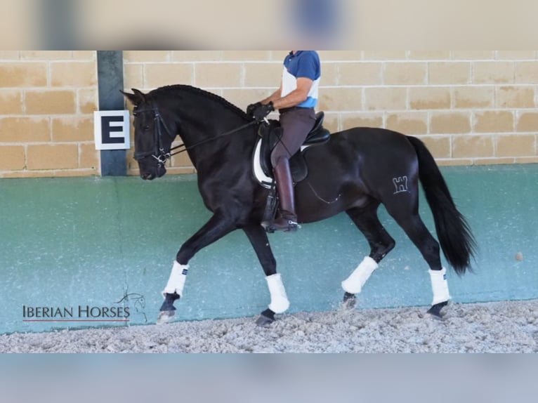 PRE Mix Stallion 9 years 16 hh Black in NAVAS DEL MADRONO