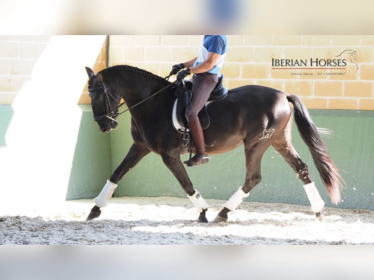 PRE Mix Stallion 9 years 16 hh Black in NAVAS DEL MADRONO