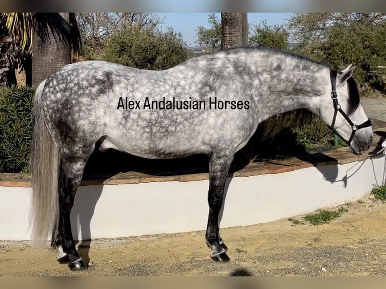 PRE Mix Stallion 9 years 16 hh Gray-Dapple in Sevilla
