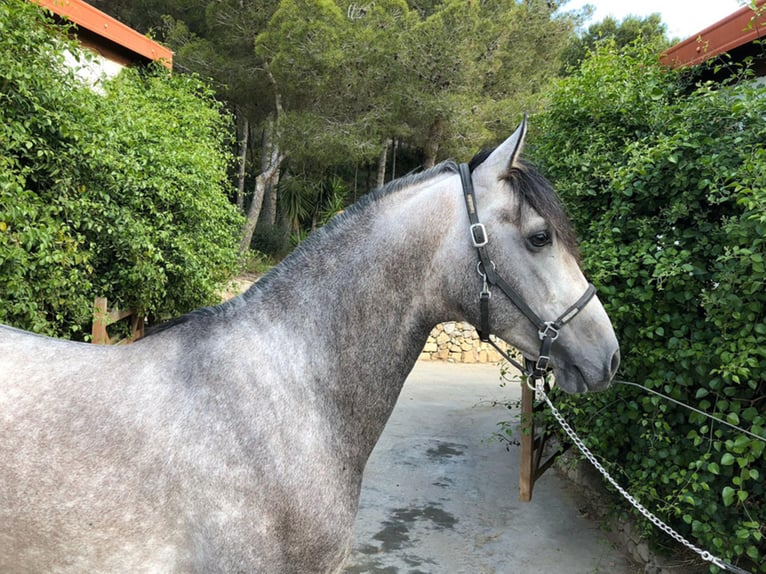 PRE Mix Stallion 9 years 16 hh Gray in Barcelona