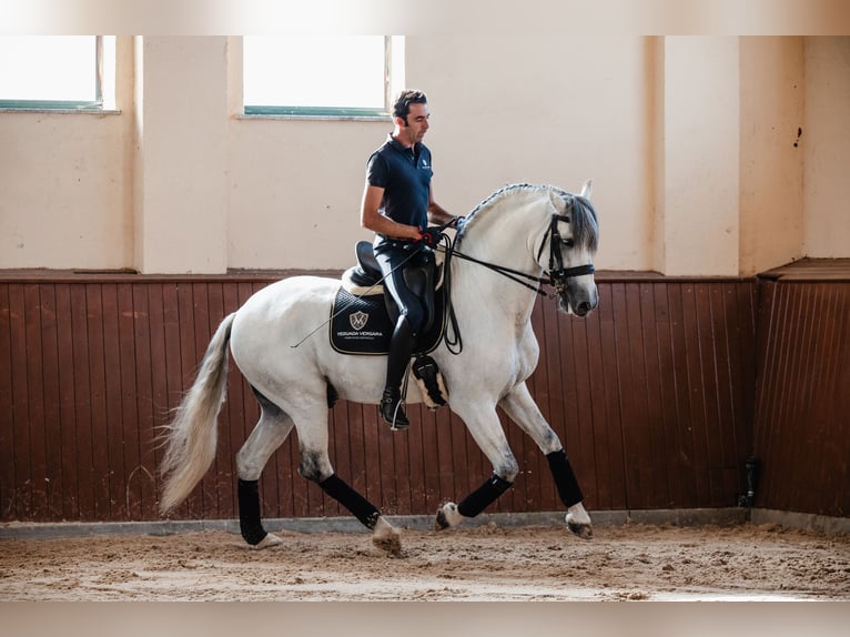 PRE Stallion 9 years 16 hh Gray in Salamanca