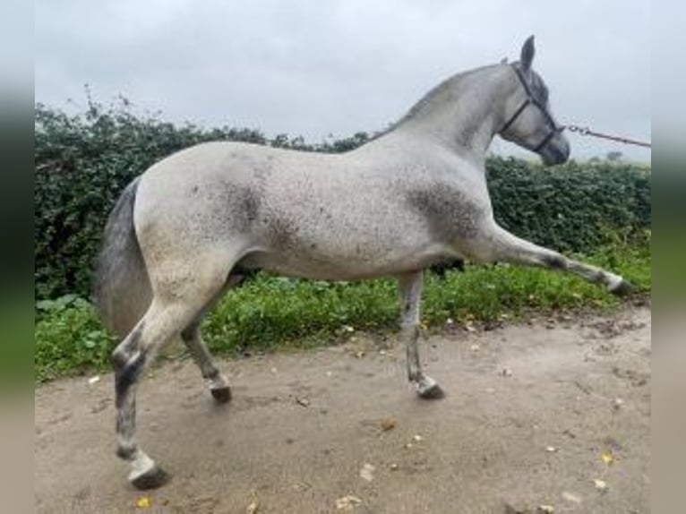 PRE Mix Stallion 9 years 16 hh Gray in MADRID