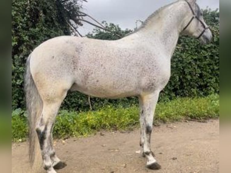 PRE Mix Stallion 9 years 16 hh Gray in MADRID