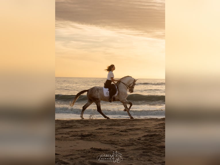 PRE Mix Stallion 9 years 16 hh Grey in Dos Hermanas