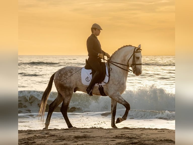 PRE Mix Stallion 9 years 16 hh Grey in Dos Hermanas