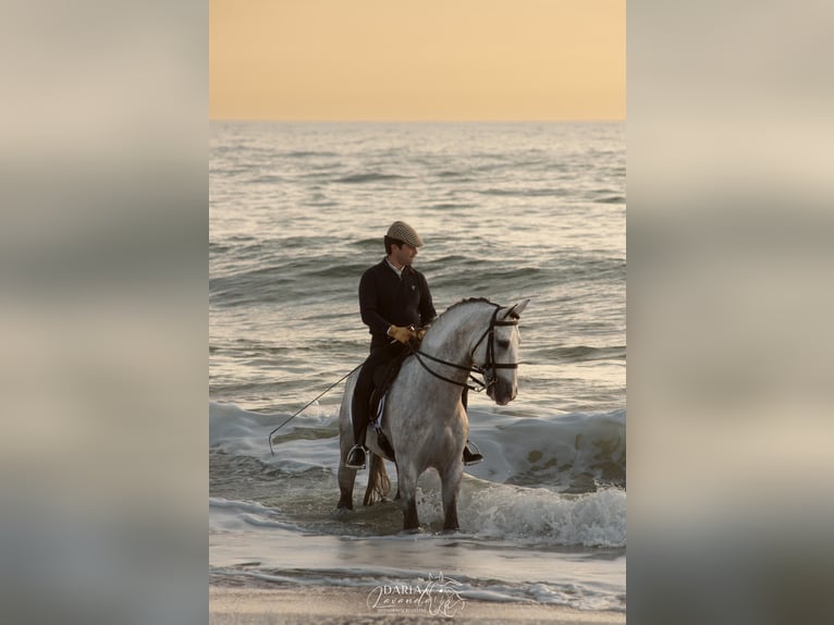 PRE Mix Stallion 9 years 16 hh Grey in Dos Hermanas