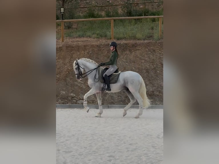 PRE, Stallion, 9 years, 16 hh, Grey