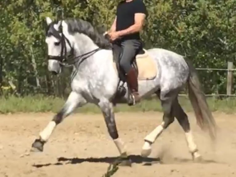 PRE Mix Stallion 9 years 16 hh Grey in Navas Del Madro&#xF1;o