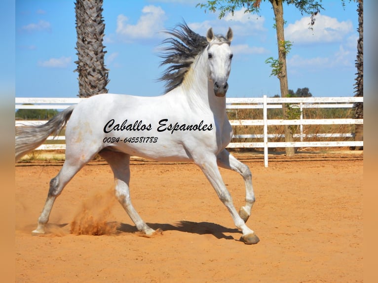 PRE Stallion 9 years 16 hh Grey in vejer de la frontera