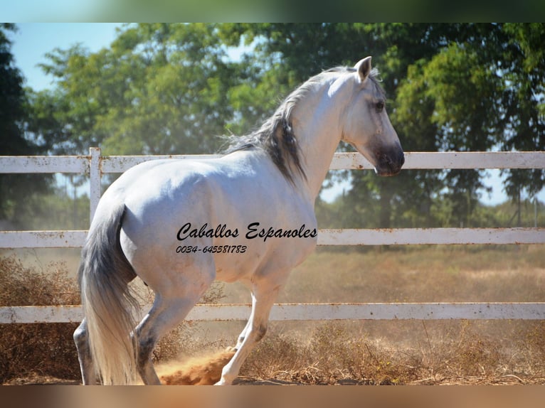 PRE Stallion 9 years 16 hh Grey in vejer de la frontera