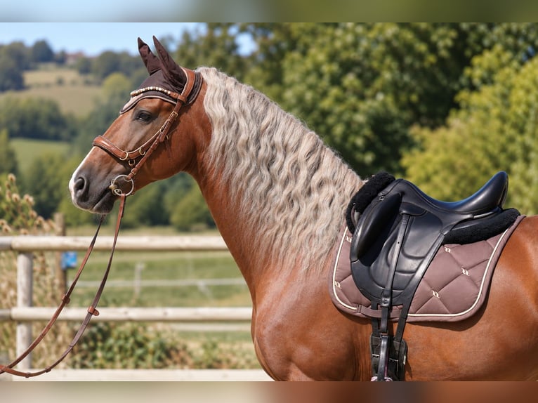 PRE Mix Stallion 9 years 16 hh Palomino in Isére