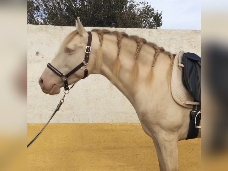 PRE Stallion 9 years 16 hh Perlino in Navarra