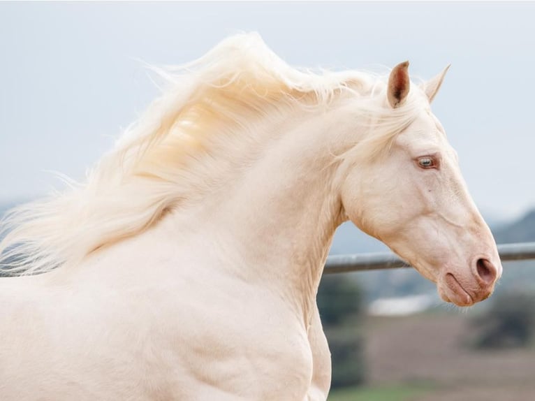 PRE Mix Stallion 9 years 16 hh Perlino in Navas Del Madroño