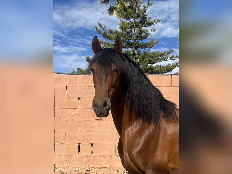 PRE Mix Stallion 9 years 16,1 hh Bay in Mijas