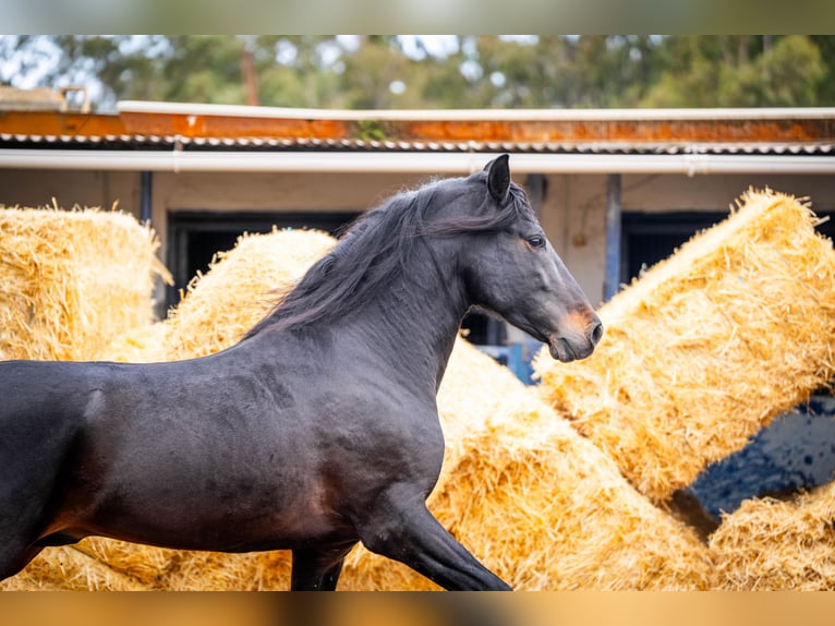 PRE Mix Stallion 9 years 16,1 hh Black in Valencia