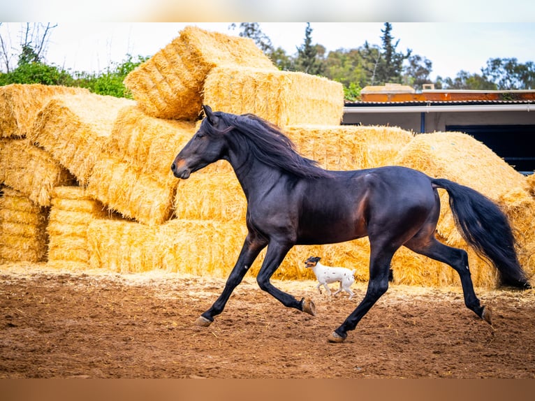 PRE Mix Stallion 9 years 16,1 hh Black in Valencia